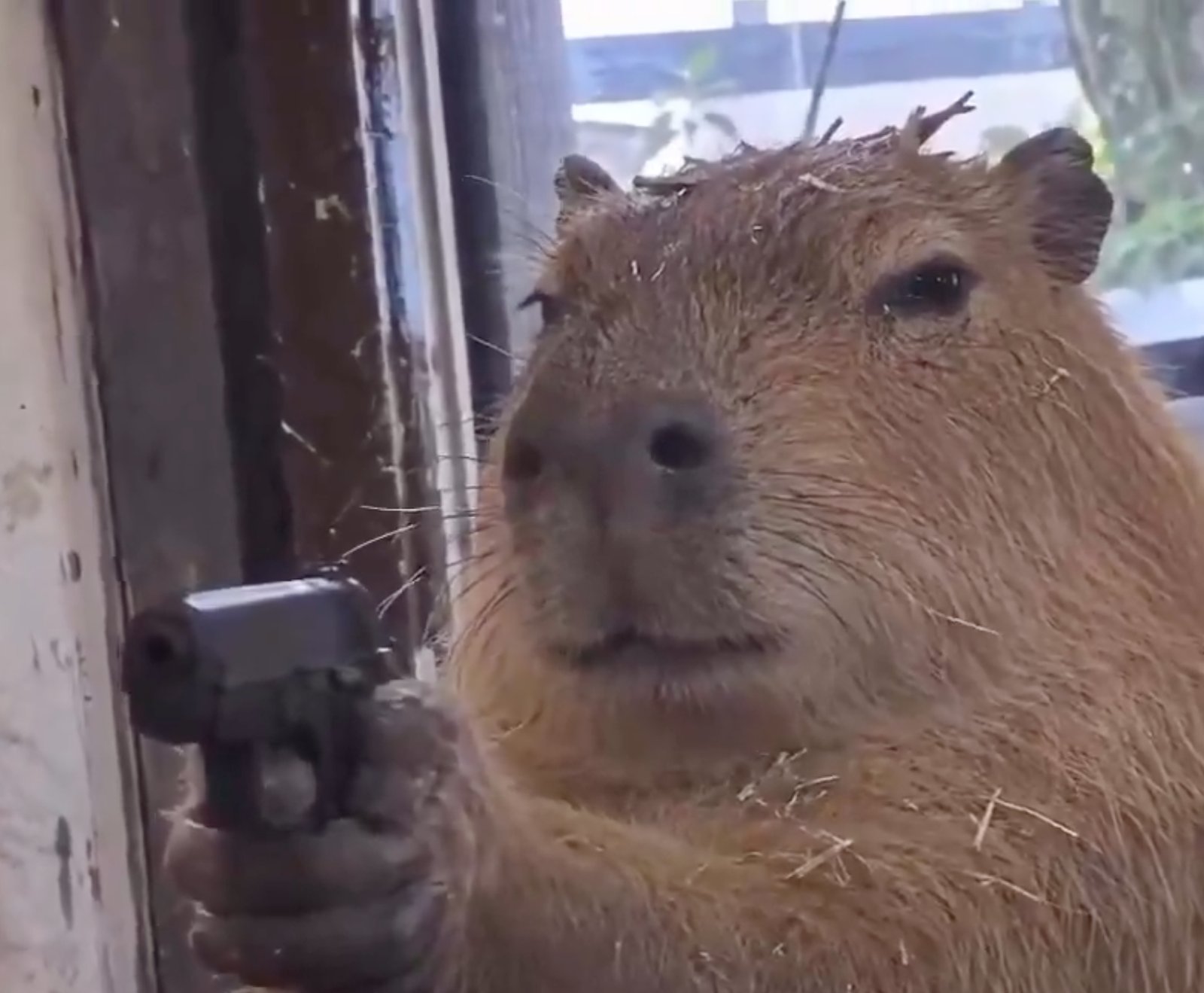 Haymlet, an exhausted brown capybara wearing an accidental crown of twigs and hay, staring with unimpressed royal indifference.